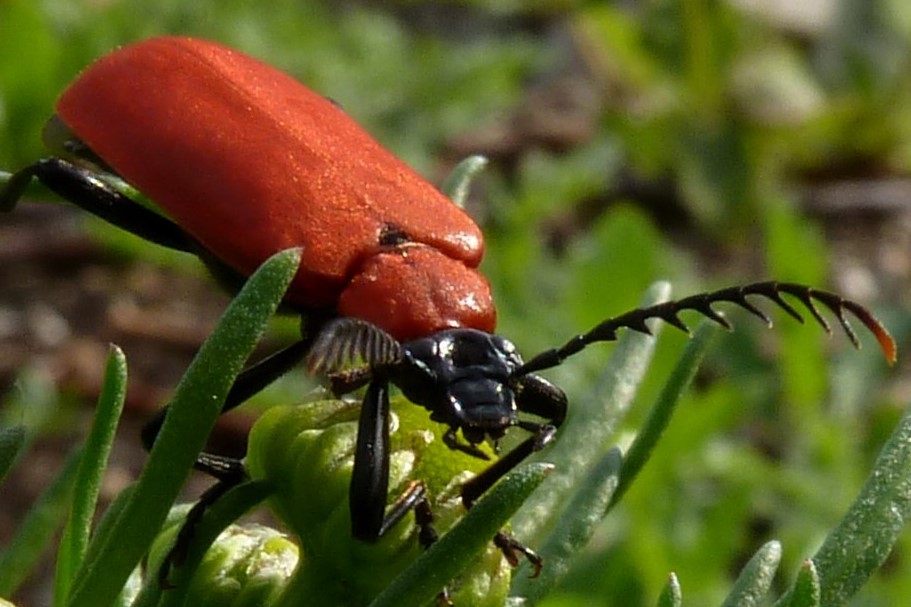 2019 Projekt Insektenparadies gewinnt den 1. Platz beim Bielefriends Awards 2019