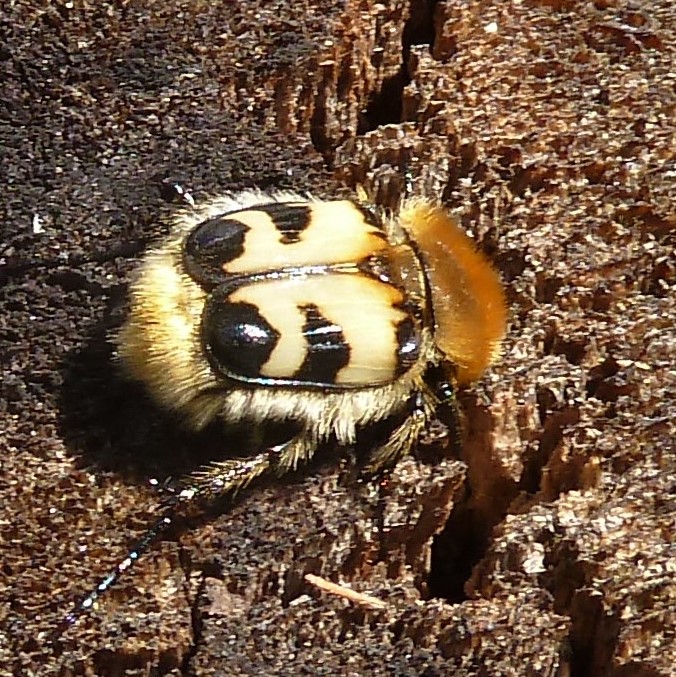 P1260354 Gebänderter Pinselkäfer